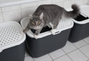 cat litter box