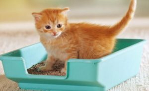 cat litter pans for sale